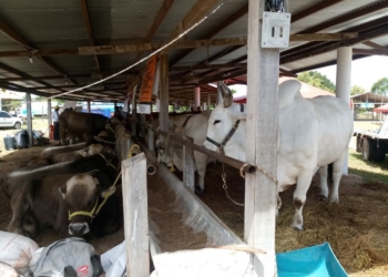 Productores ven con buenos ojos el crecimiento de la Expoferia Ganadera de Bacalar
