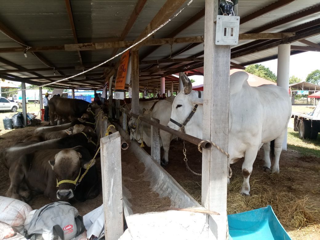 Productores ven con buenos ojos el crecimiento de la Expoferia Ganadera de Bacalar
