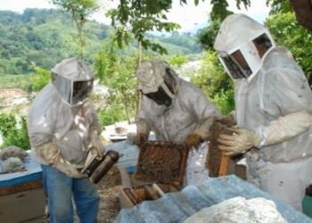 Baja producción de melaza a causa de la sequía