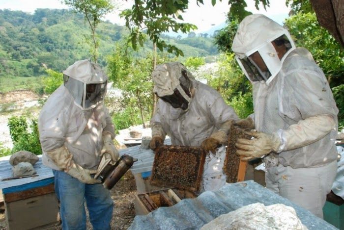 Baja producción de melaza a causa de la sequía