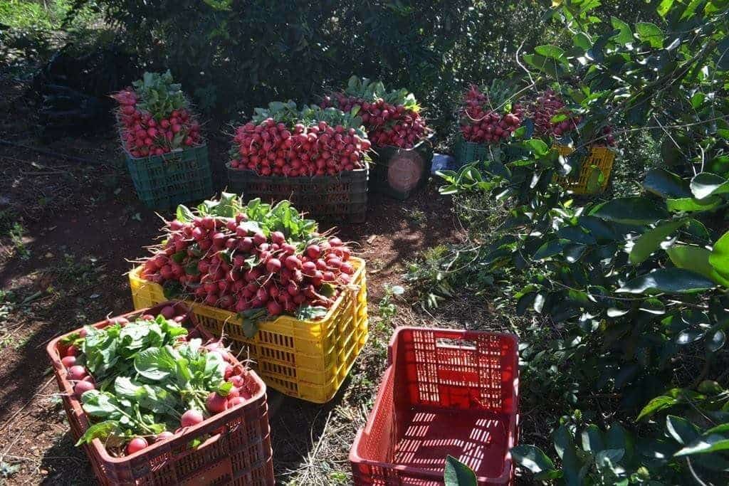 Productores de Tixcacal Guardia buscarán mas ganancias con corredor hortícola