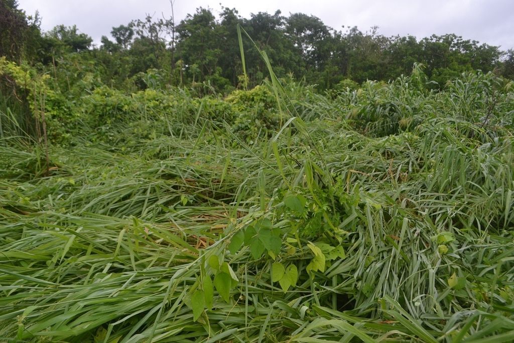 SAGARPA dictamina pérdidas por casi 7 mil hectáreas de cultivos en FCP