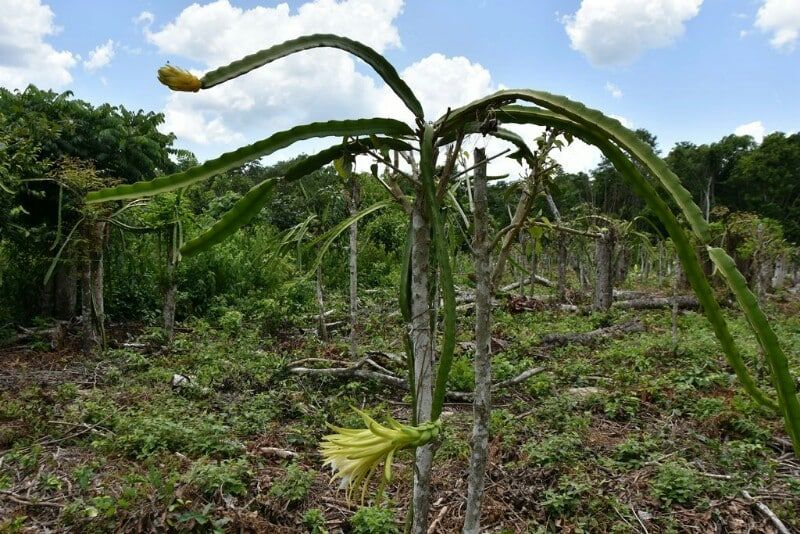 Productores de Pitahaya, siguen en espera de ser beneficiados con programas de gobierno