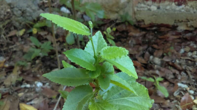 Rehabilitan jardín botanico para preservar conocimientos y uso de herbolaria