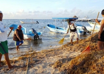 Sargazo, ahuyenta clientes a prestadores de servicios náuticos de la Costa Maya