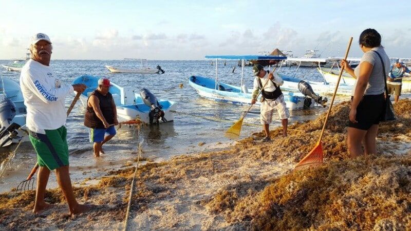 Sargazo, ahuyenta clientes a prestadores de servicios náuticos de la Costa Maya