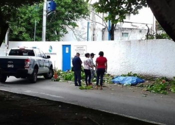 Trabajador del Ayuntamiento pierde la vida al caer de un árbol que podaba