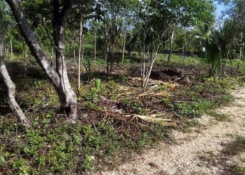 Parcelas, entrarán a regularización de la tierra para poder contar con servicios básicos