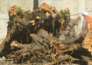Ambientalistas de Playa del Carmen piden investigar tala de monumental Álamo