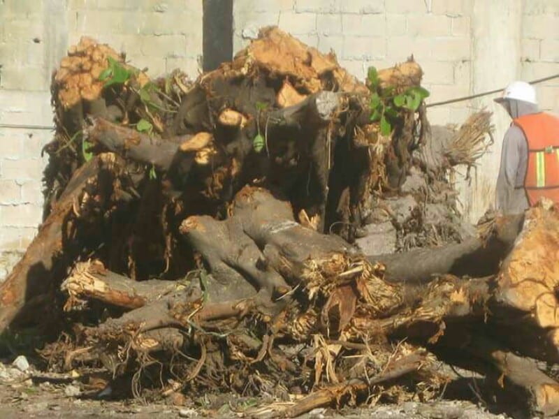 Ambientalistas de Playa del Carmen piden investigar tala de monumental Álamo