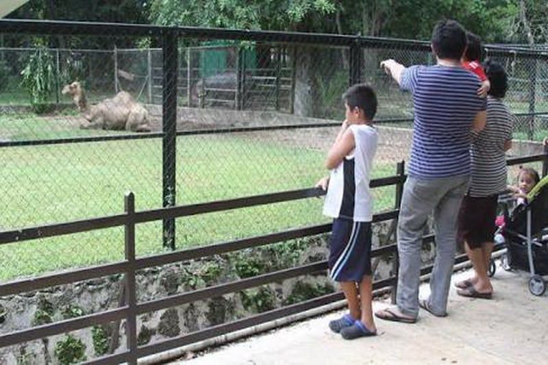 Buscan nuevas especies para hacer más atractivo el zoológico Payo Obispo
