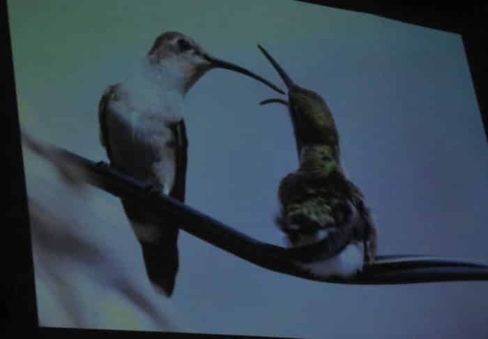 ((FOTOS)) Inauguran  Exposición Fotográfica virtual