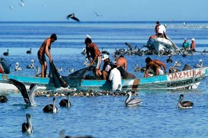 Pescadores de Banco Chinchorro piden mayor inspección contra competencia furtiva