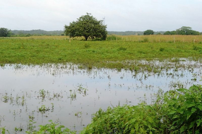 Productores citrícolas, en riesgo de perder sus cosechas por exceso de lluvias