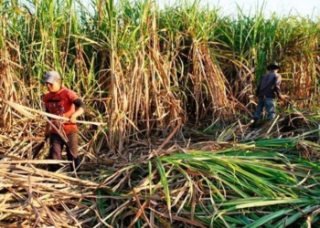 Cañeros quintanarroenses recibirán finiquito de casi 80 pesos por tonelada de caña
