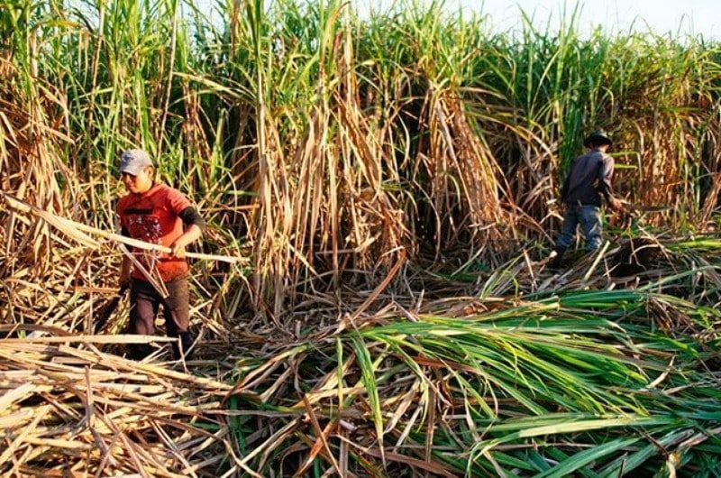 Cañeros quintanarroenses recibirán finiquito de casi 80 pesos por tonelada de caña