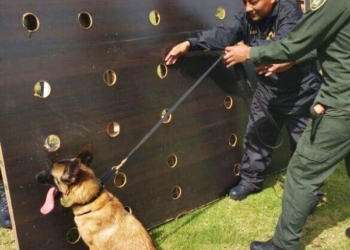 Avanza especialización del Agrupamiento Canino de la Policía Estatal