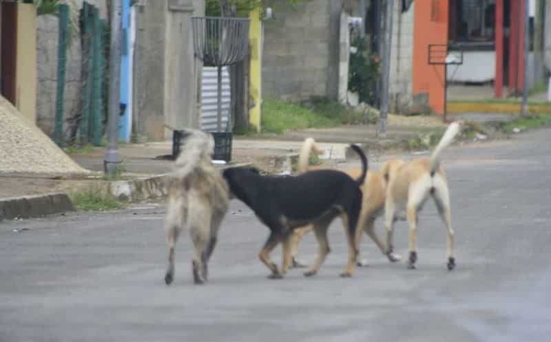 Fauna callejera y delitos comunes, el dolor de cabeza de los chetumaleños