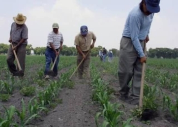 Agricultores del sur de Q. Roo obtendrán más apoyos del PIMAF