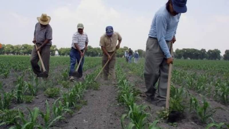 Agricultores del sur de Q. Roo obtendrán más apoyos del PIMAF