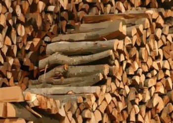 Avanza sector forestal ejidal en comercialización de productos maderables