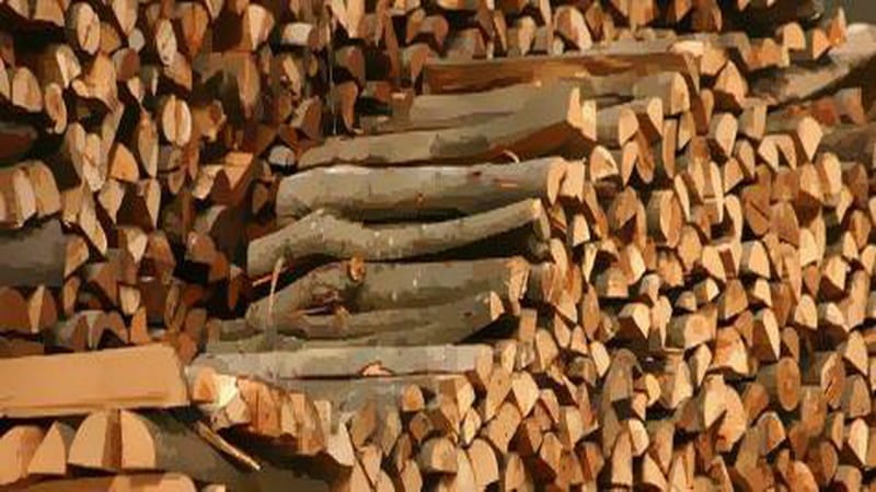 Avanza sector forestal ejidal en comercialización de productos maderables