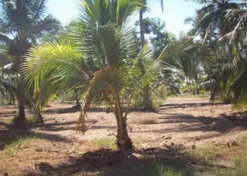 Palmas de coco mueren a la vista del Comite de Sanidad Vegetal de Q. Roo