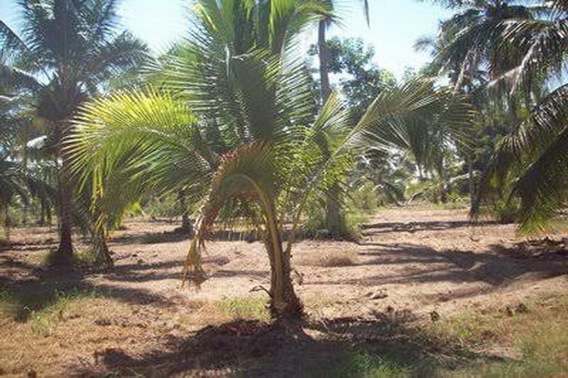 Palmas de coco mueren a la vista del Comite de Sanidad Vegetal de Q. Roo
