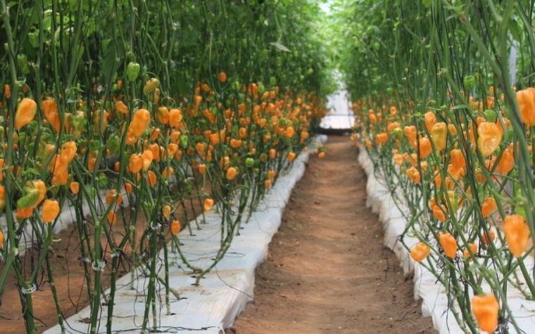 Agricultores proyectan rescate de invernaderos sociales en Carrillo Puerto