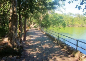 Llegan más cocodrilos al lago artificial del Parque Ecológico de Chetumal