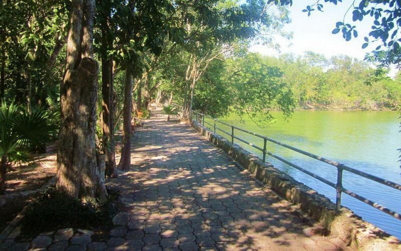 Llegan más cocodrilos al lago artificial del Parque Ecológico de Chetumal