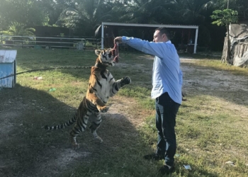 Tigre de Bengala escapa de su cautiverio en la colonia Barrio Bravo de Chetumal