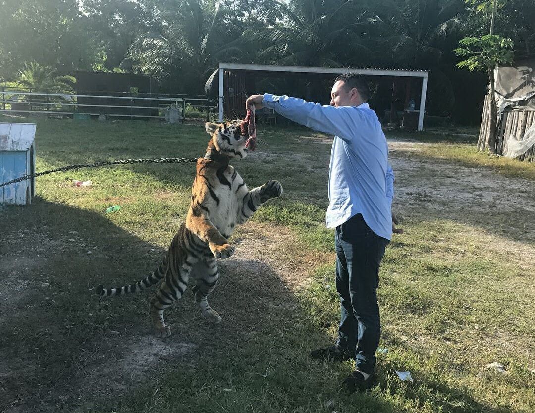 Tigre de Bengala escapa de su cautiverio en la colonia Barrio Bravo de Chetumal