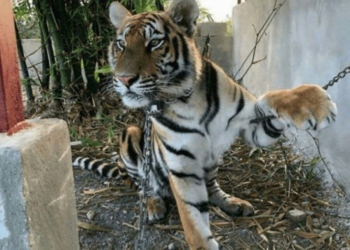 Zoológicos caseros, una amenaza para especies en peligro de extinción