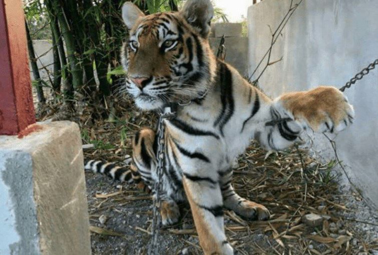 Zoológicos caseros, una amenaza para especies en peligro de extinción