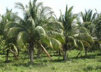 Falta de apoyos, limita producción de coco en la zona sur