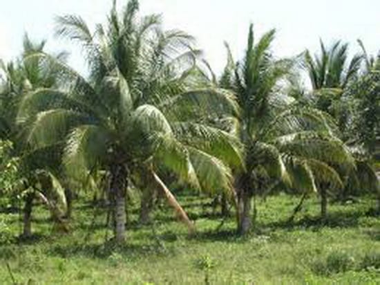 Falta de apoyos, limita producción de coco en la zona sur