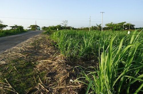 Reportan Hallazgo De Supuesto Ejecutado