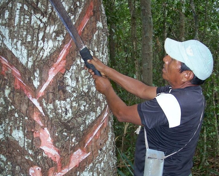 Crónica de la época chiclera; su auge y extinción