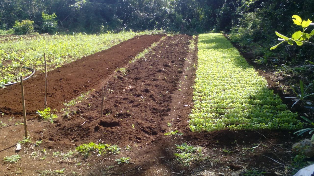 Horticulturores carrilloportenses, exigen más apoyos a los tres órdenes de Gobierno