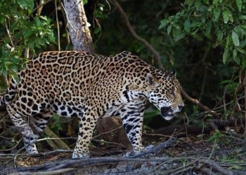 Mi encuentro con un Jaguar en Bacalar