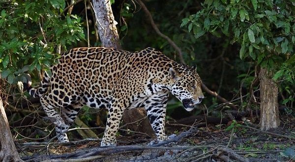 Mi encuentro con un Jaguar en Bacalar