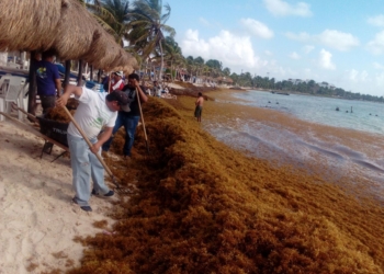 Retiran 514 toneladas de Sargazo de Playas de Mahahual