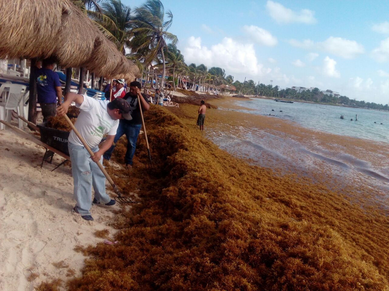 Retiran 514 toneladas de Sargazo de Playas de Mahahual