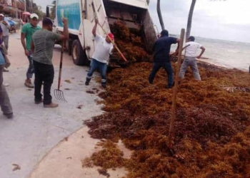 Ayuntamiento de OPB, a marchas forzadas para reducir impacto del sargazo