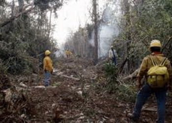 Registra Quintana Roo primeros dos incendios forestales de la actual temporada