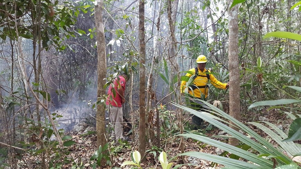 Incendio forestal pone a trabajar a marchas forzadas a brigadistas carrilloportenses