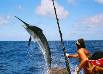 Estudian población de Marlin Azul en el Mar Caribe para evitar que caiga en riesgo