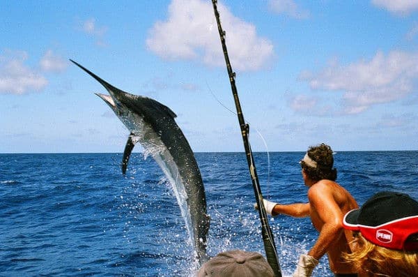 Estudian población de Marlin Azul en el Mar Caribe para evitar que caiga en riesgo