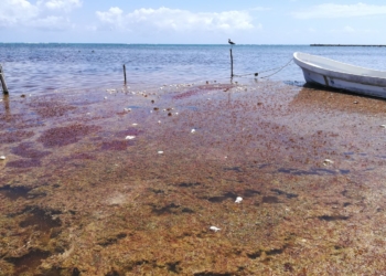 Sargazo azota a las costas de Xcalak, mueren especies marinas